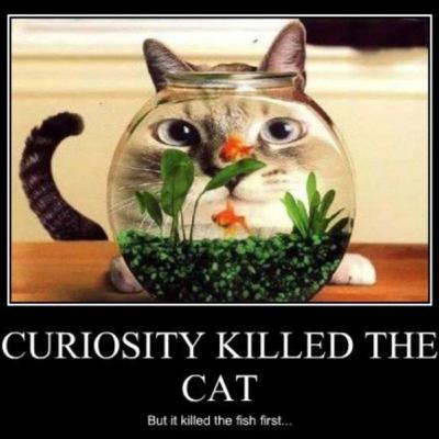DID CURIOSITY KILL THE CAT? DID CURIOSITY KILL THE CAT?