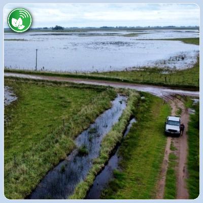 Inundaciones en Buenos Aires: el campo vuelve a quedar a la deriva