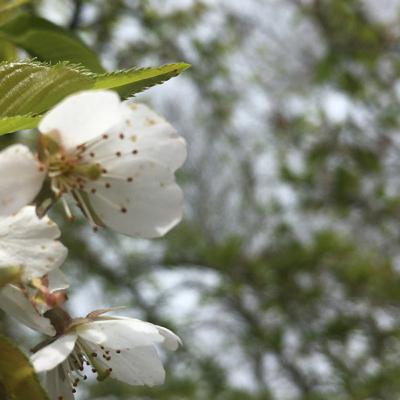 3.2🍂B.Het verhaal van de Kersenbloesem 🌸