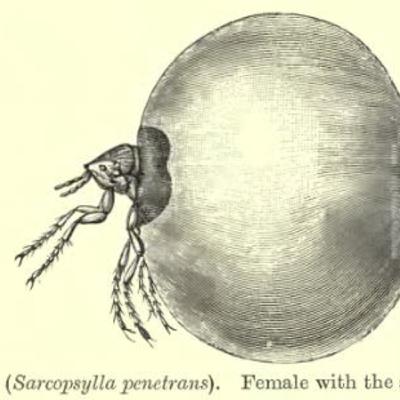 Episode 33: Blood-Sucking Insects You Have Never Heard of