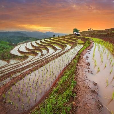 Ancient Chinese Agriculture