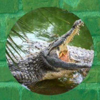 Ifa Animals: The Crocodile