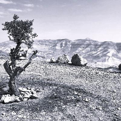 Il riconoscimento dello Stato arabo di Palestina