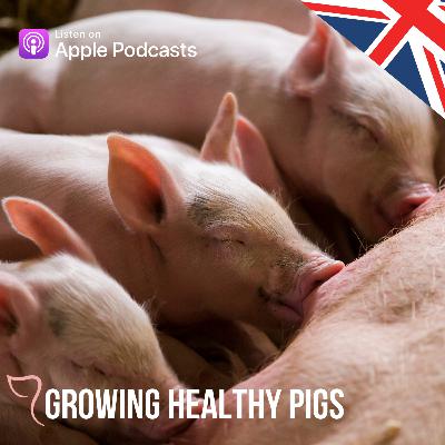 Pig respiratory health – is it important?