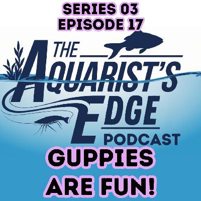 Why Guppies Are So Fun to Keep - Colour, Personality, Easy Care & Fry Surprises Why Guppies Are So Fun to Keep - Colour, Personality, Easy Care & Fry Surprises