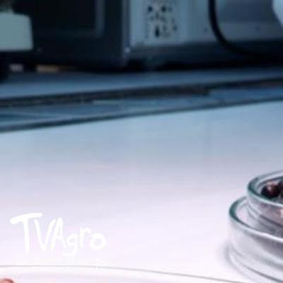 Producción de fríjol guandul en el caribe colombiano - TvAgro por Juan Gonzalo Angel Restrepo - TvAgro