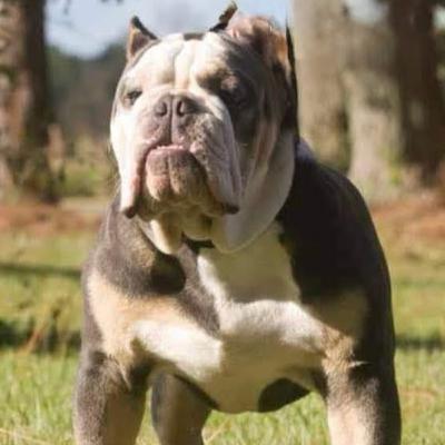 St. John's Bulldogs - John & Jenny White from Boss Status Bulldogs | Part 2 (1 of 2) St. John's Bulldogs - John & Jenny White from Boss Status Bulldogs | Part 2 (1 of 2)