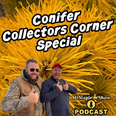 Conifer Collectors Corner Special | MrMaple Show Podcast Conifer Collectors Corner Special | MrMaple Show Podcast