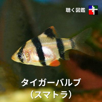 偽りの豊富さ:タイガーバルブが隠す保全の危機 偽りの豊富さ:タイガーバルブが隠す保全の危機