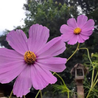 Coisas que Aprendi Ep. 10 Céu ou Inferno?