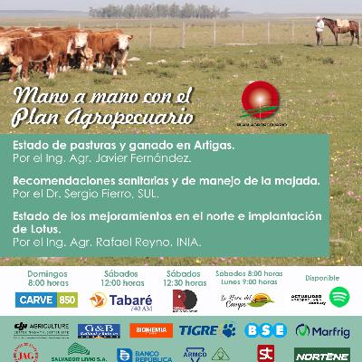 Pasturas y ganado en Artigas. Recomendaciones sanitarias majada. Mejoramientos en el norte e implantación.