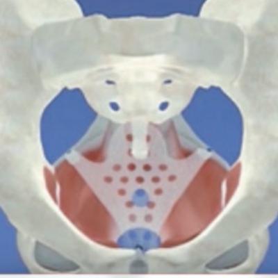 骨盆律動/呼吸練習