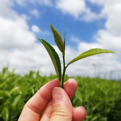 紅茶・緑茶・ウーロン茶~お茶の樹 紅茶・緑茶・ウーロン茶~お茶の樹