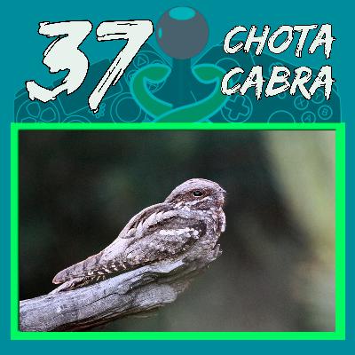 Episodio #37 || "Chotacabra"