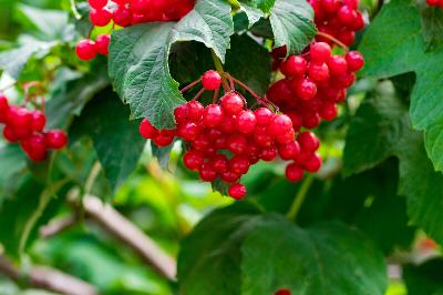 Berries that will help fuel both overwintering and migrating birds
