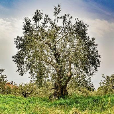 Massive decline of European olive groves harms nature and culture, but solutions exist
