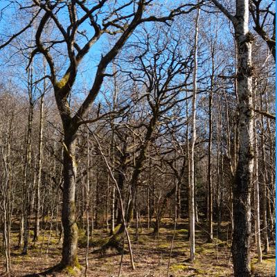 kennet andersen podcast eliminating negativity nr 4 23 nov 2023 nr 620 kennet andersen podcast eliminating negativity nr 4 23 nov 2023 nr 620