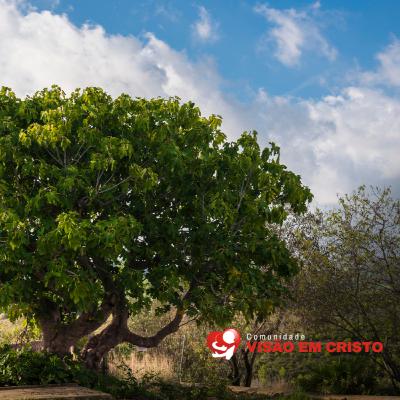 Quando a Figueira Não Dá Frutos: Reflexões sobre Marcos 11.12-14