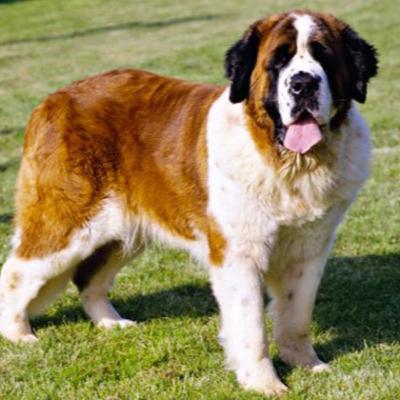 Saint Bernards by Matthew Thorn Saint Bernards by Matthew Thorn