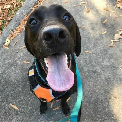 Episode 43: "Get To Know Your Individual Dogs": Managing Multiple Dogs with Meaghan Karney