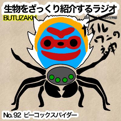 第92話：🐊✉️「ピーコックスパイダー」をざっくり紹介