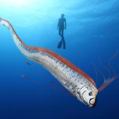 22. Oarfish (The 36-Foot Fish That Inspired Sea Serpent Legends) 22. Oarfish (The 36-Foot Fish That Inspired Sea Serpent Legends)