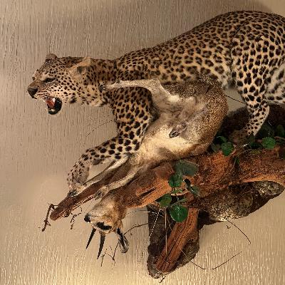 Underrated Plains Game Species Part 2