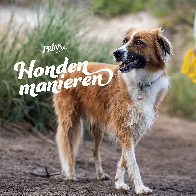 Afl 16: Ben jij geschikt als (tijdelijke) opvangplek voor herplaatsers?