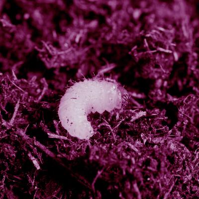 תולעים קופצות למרחקים ארוכים