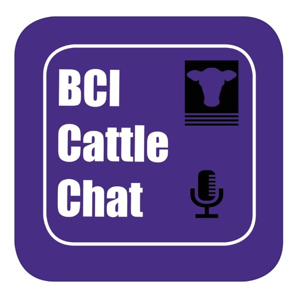 BCI Cattle Chat - Episode 48