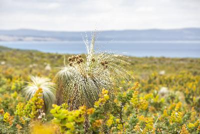 The surprising role of grass in shaping who we are