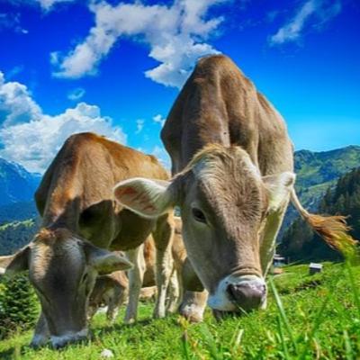 Como atirar vacas no precipício