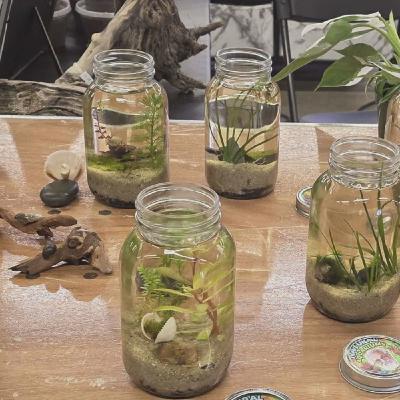 Pickle Jars to Grow Out Plants Pickle Jars to Grow Out Plants