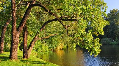 Lean In to a New Experience of Judaism: Trust Your Innermost Voice - Sicha Elul 5748 #2