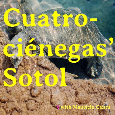 Cuatrociénegas' Sotol