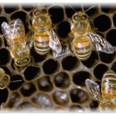 To Bee or Not to Bee? Where Have All the Honeybees Gone? To Bee or Not to Bee? Where Have All the Honeybees Gone?