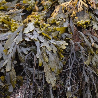 Tang - Bedrohter Regenwald der Meere