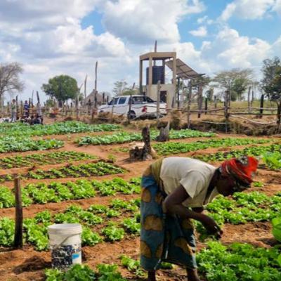 Seeds of Hope, Harvests of Joy