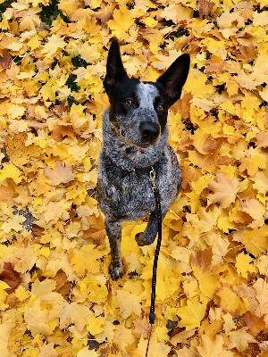 The Good Boy Podcast Episode 31 Wandering Waylon