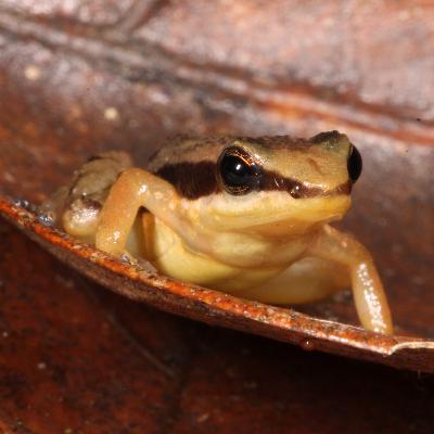 Museomics and the systematics of the Atlantic Forest nurse frogs (Dendrobatoidea: Aromobatidae: Allobatinae)