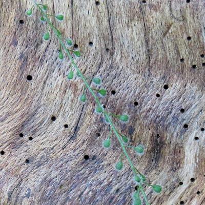 Rob Walsh & Blowin on BCB 106.6 - Sunday 3 January 2021