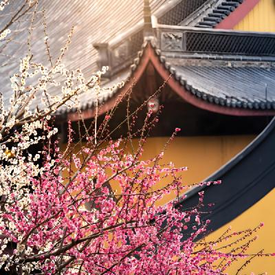 禅寺的梅花开了（作者：曹一雪，诵读：丫丫）