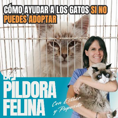525. Cómo ayudar a los gatos SI NO PUEDES ADOPTAR