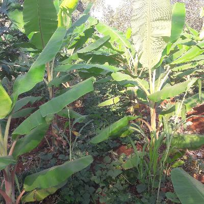 FAQ: ಎಸ್‌ಪಿಎನ್‌ಎಫ್‌ನಲ್ಲಿ ಹೊದಿಕೆ (ಕನ್ನಡ)