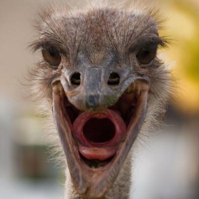 Ostrich Hostage Sausage Ostrich Hostage Sausage