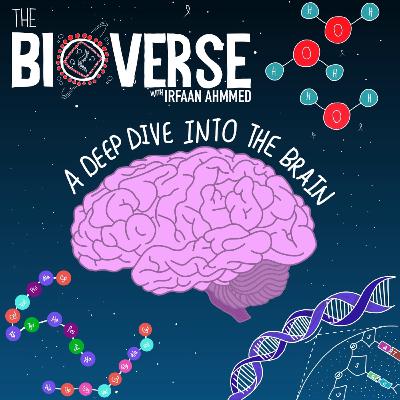Exploring the Brain