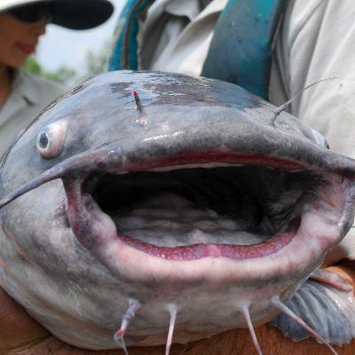 Episode 153 - Wishin' We Were Fishin'