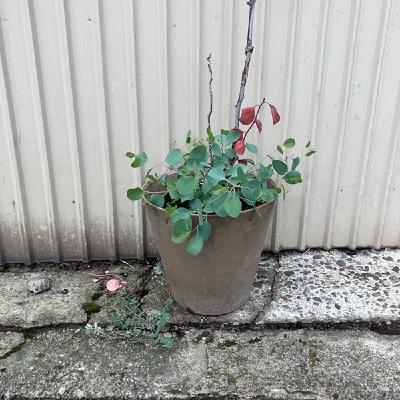 #005 遠隔ラジオとその日暮らし