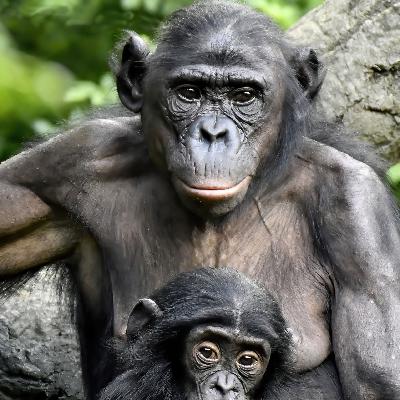 Reserva natural - Pacifismo, grandes simios y humanidad 3.0 - 28/09/25 Reserva natural - Pacifismo, grandes simios y humanidad 3.0 - 28/09/25