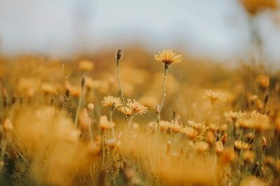Conveying Feelings and Emotions in Mindful Photography